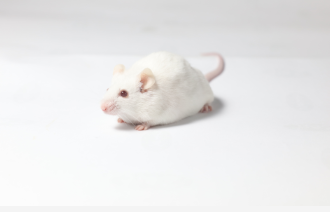 NOD SCID Mice（NOD SCID小鼠）