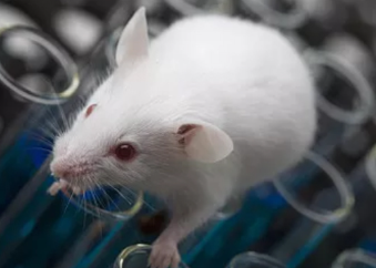 SCID Mice（SCID小鼠）